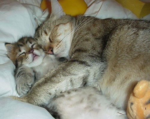 gatos abrazados.jpg